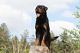 ROTTWEILER 209